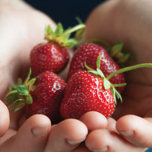 Load image into Gallery viewer, Strawberry Plants