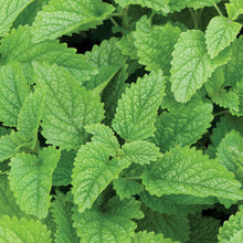 Load image into Gallery viewer, Herb Plant Starts