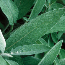 Load image into Gallery viewer, Herb Plant Starts