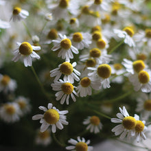 Load image into Gallery viewer, Herb Plant Starts