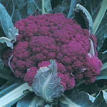 Load image into Gallery viewer, Beets, Broccoli, Brussel Sprouts, Cabbage, and Cauliflower
