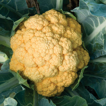 Load image into Gallery viewer, Beets, Broccoli, Brussel Sprouts, Cabbage, and Cauliflower