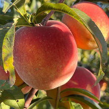 Load image into Gallery viewer, *New* Peach, Cherry, and Paw Paw