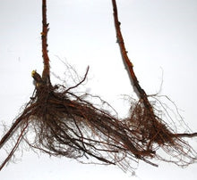 Load image into Gallery viewer, Raspberry Plants, 1 year old dormant bare root plant