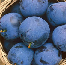 Load image into Gallery viewer, Plum Trees, 2 year old bare root dormant