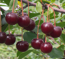 Load image into Gallery viewer, Frozen Cherries from Welch Woods Farm
