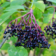 Load image into Gallery viewer, Elderberry Plants, 3.5 inch pot