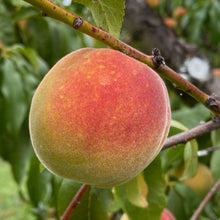 Load image into Gallery viewer, *New* Peach, Cherry, and Paw Paw