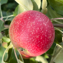 Load image into Gallery viewer, Apple Trees, 2 year old dormant bare root