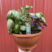 Load image into Gallery viewer, Herb Plant Starts