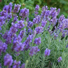 Load image into Gallery viewer, Herb Plant Starts