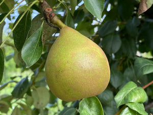 Pear Trees, 10 gallon pots