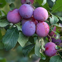 Load image into Gallery viewer, Plum Trees, 2 year old bare root dormant