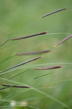 Load image into Gallery viewer, Native Grasses