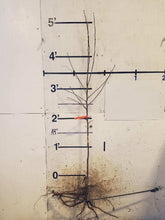 Load image into Gallery viewer, Apple Trees, 2 year old dormant bare root