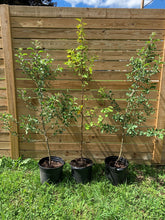 Load image into Gallery viewer, Apple Trees, 5 gallon pots
