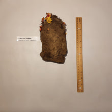 Load image into Gallery viewer, Rhubarb Plants, dormant bare root crown