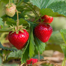 Load image into Gallery viewer, Strawberry Plants
