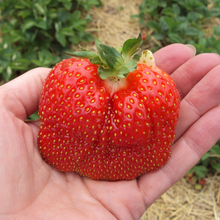 Load image into Gallery viewer, Strawberry Plants