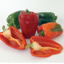 Load image into Gallery viewer, Pepper Plant Starts