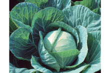 Load image into Gallery viewer, Beets, Broccoli, Brussel Sprouts, Cabbage, and Cauliflower