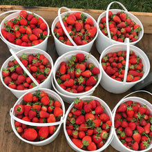 Load image into Gallery viewer, 2026 Strawberry Share (6 weeks)