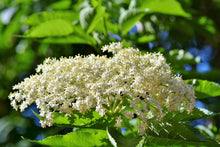 Load image into Gallery viewer, Elderberry Plants, 3.5 inch pot