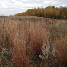 Load image into Gallery viewer, Native Grasses
