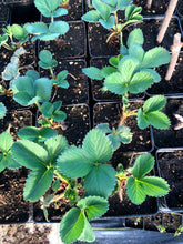 Load image into Gallery viewer, Strawberry Plants