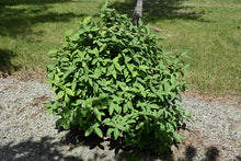 Load image into Gallery viewer, Honeyberry Plants, 1 gallon pot