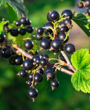 Load image into Gallery viewer, Organic Black Currants
