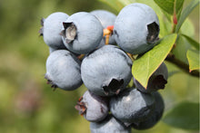 Load image into Gallery viewer, Blueberry Plants, 2 year old potted