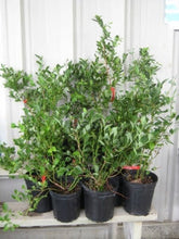 Load image into Gallery viewer, Blueberry Plants, 2 year old potted