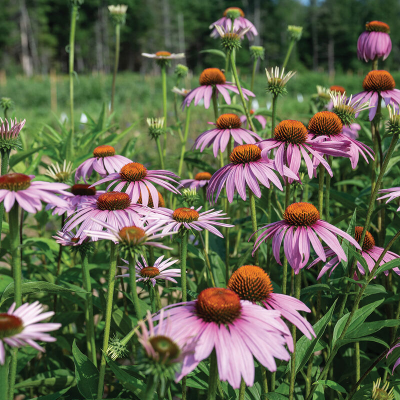 Purple Coneflower (Echinacea purpurea)