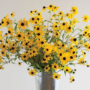 Native Wildflowers