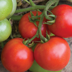 Tomato Plant Starts