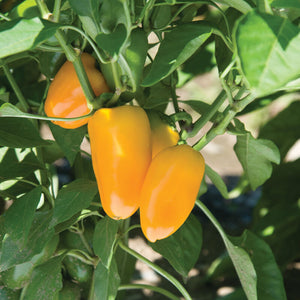 Pepper Plant Starts