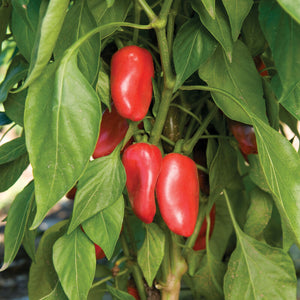 Pepper Plant Starts