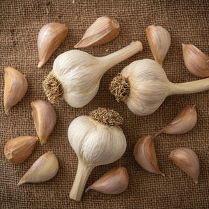 Organic Seed Garlic, 1 bulb