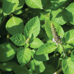 Herb Plant Starts