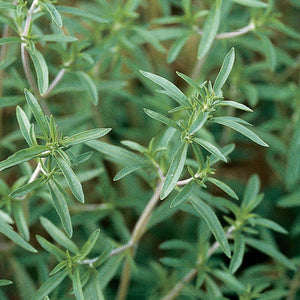 Herb Plant Starts