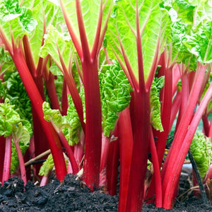 Rhubarb Plants, dormant bare root crown