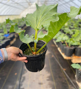Rhubarb Plants, 1 gallon pot, Fall Pickup
