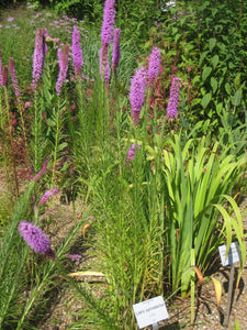 Native Wildflowers