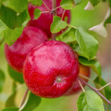 Load image into Gallery viewer, Apple Trees, 2 year old dormant bare root
