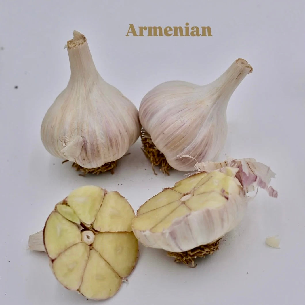 Organic Seed Garlic, 1 bulb