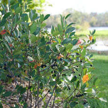 Load image into Gallery viewer, Aronia Berry Bushes, 3.5 inch pot
