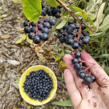 Load image into Gallery viewer, Aronia Berry Bushes, 3.5 inch pot
