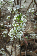 Load image into Gallery viewer, Plum Trees, 2 year old bare root dormant
