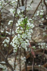 Plum Trees, 2 year old bare root dormant